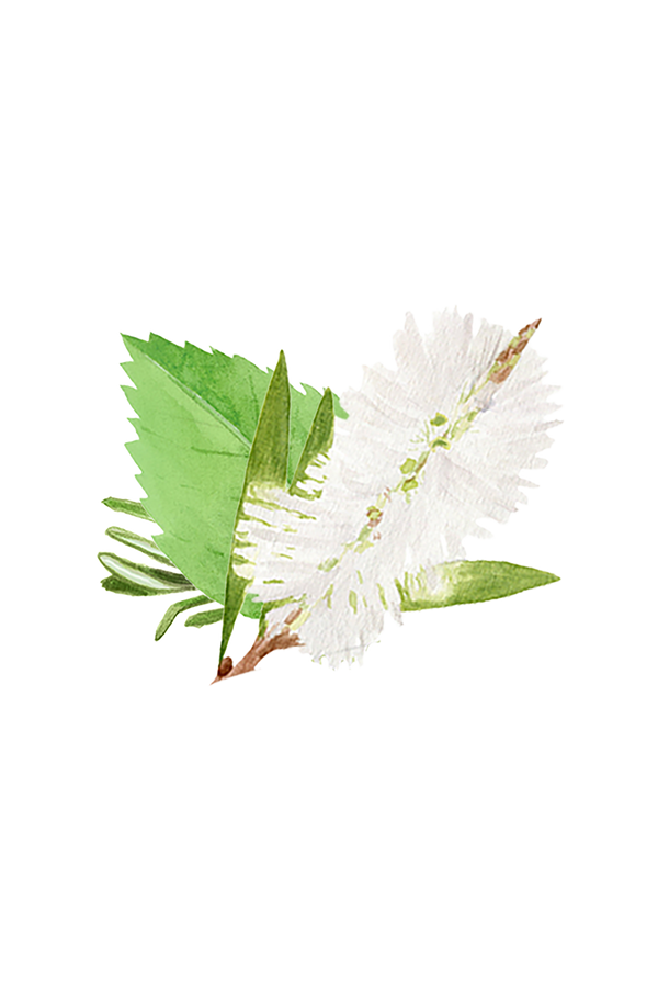 Floor Cleaner Concentrate | Rosemary, Mint & Tea Tree